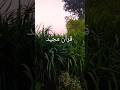 Quran tilawat with Urdu translation Quran beautiful ❤️ #quranurdutranslation #quran #viralvideo