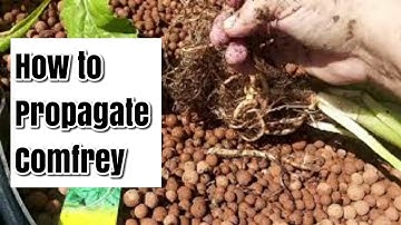 How to Propagate Comfrey from Root Cuttings