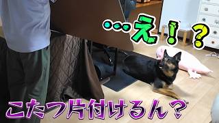 暑くなってきたのでこたつを片付けたら、愛犬がまさかの行動に出ましたｗ
