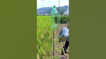 Cách đuổi chuột bác nông dân