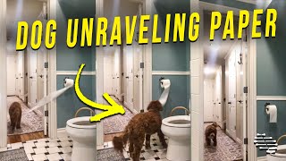Dog Caught on Camera While Unraveling the Toilet Paper