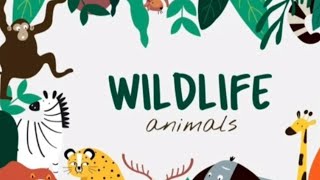 KELAS 3 B. INGGRIS - WILDLIFE ANIMALS KELAS 3 B. INGGRIS - WILDLIFE ANIMALS