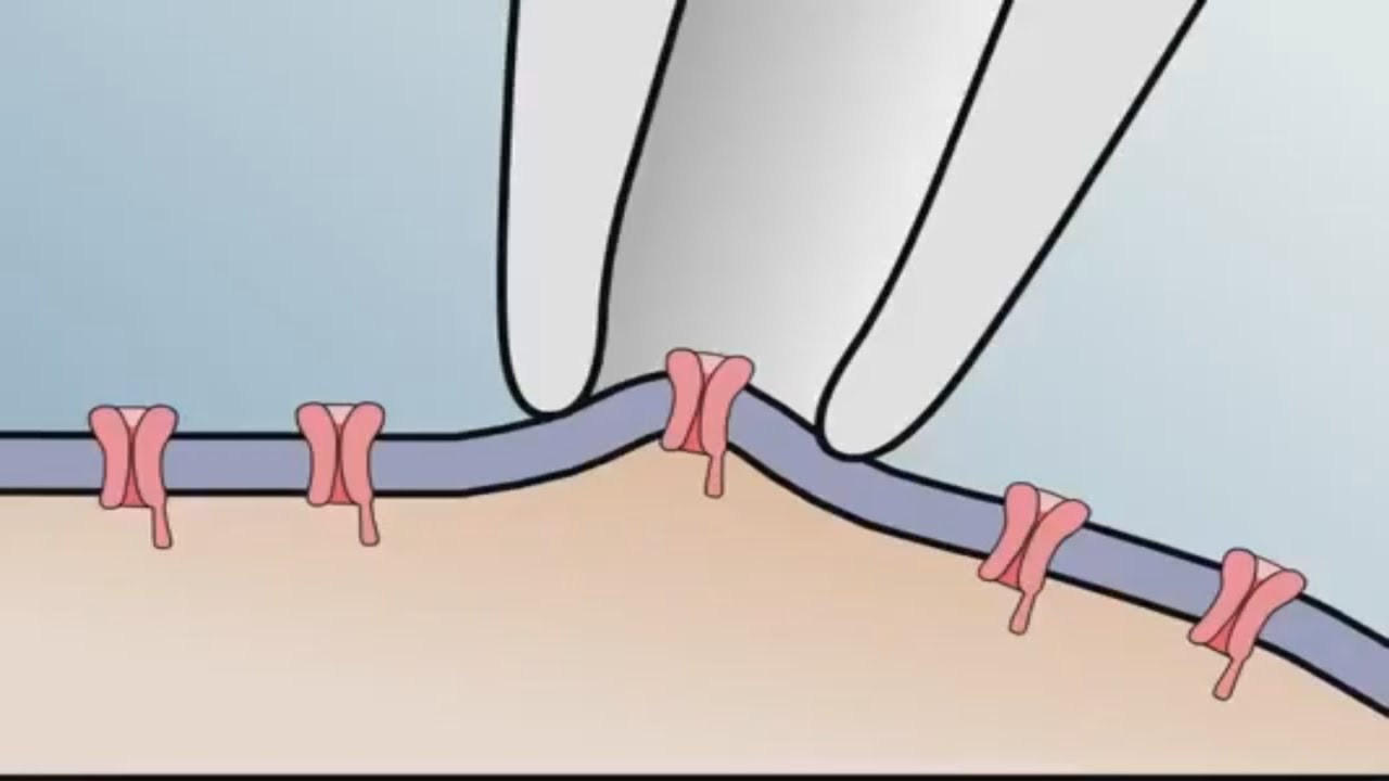 patch clamp تقنية - YouTube