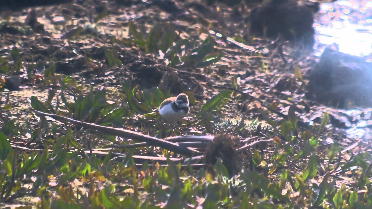 Little Ringed Plover & Wheatear RSPB Rainham Marshes 3/4/16 