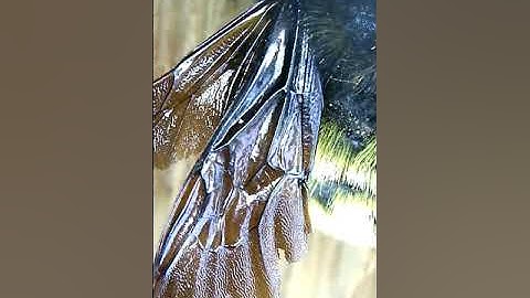 Bumblebee Wings Under a Microscope
