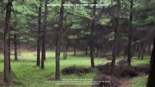 ηι¨ζ¦θ§ηζΎζ ζ Misty Pines in Drifting Rain