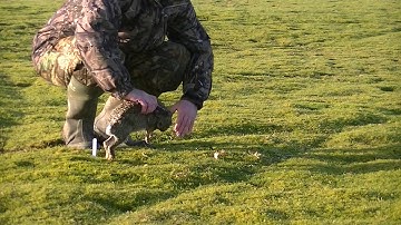Rabbit Snaring part 3 - East Anglian Pest Control