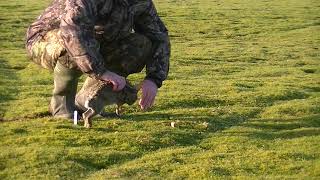 Rabbit Snaring part 3 - East Anglian Pest Control Net Worth