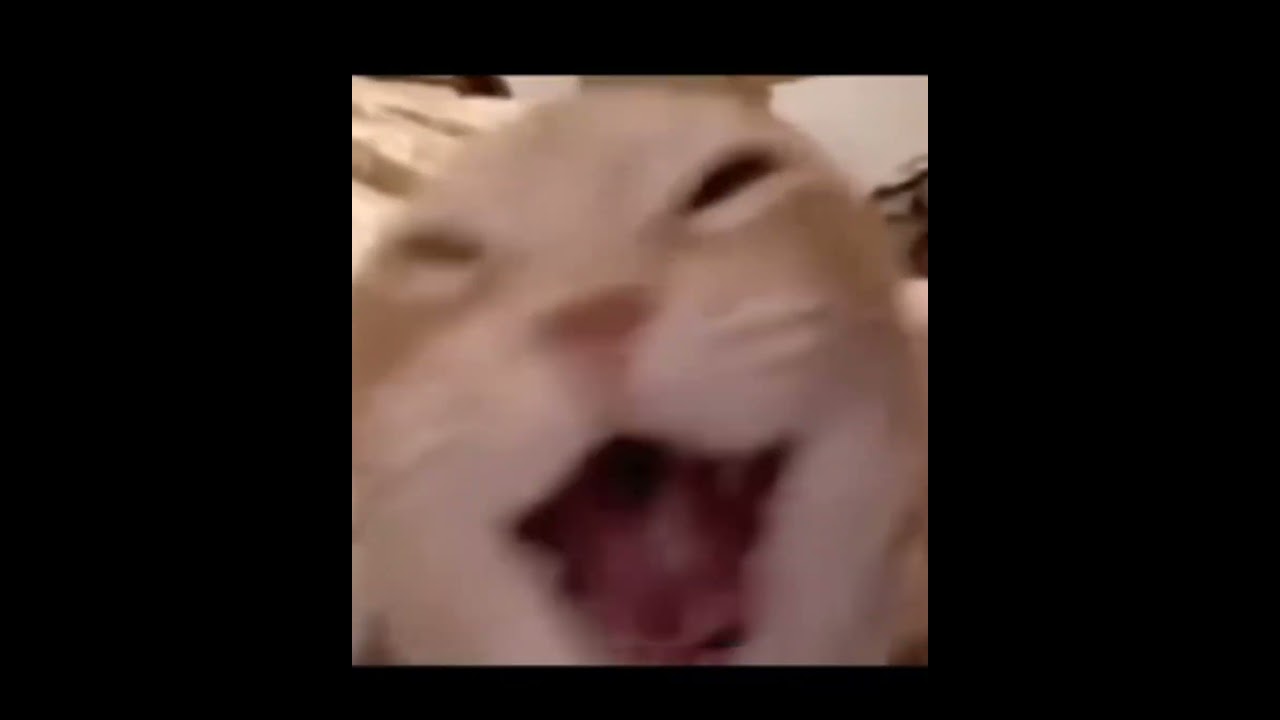 Mentahan MEME kucing ketawa