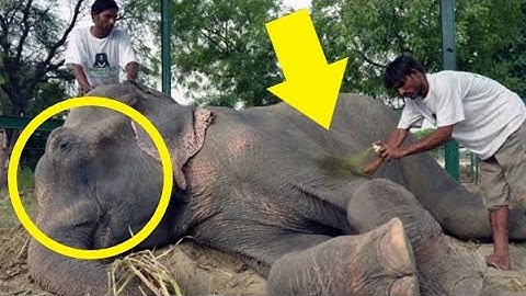 Raju The Elephant Cries After Being Rescued Following 50 Years Of Abuse In Chains