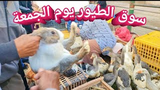 سوق الطيور اليوم|سوق الجمعة|أسعار الفراخ والبط والوز والارانب