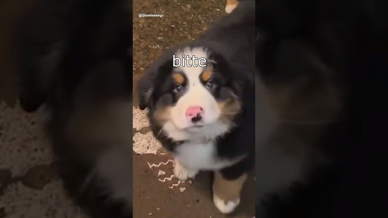 Die Dawgs sammeln Spenden 