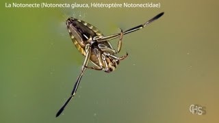 The Backswimmer (Notonecta glauca, Heteroptera Notonectidae)