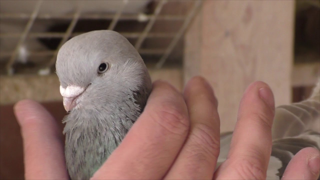 Редкие грузинские бойные голуби в Москве ! Полёт ,игра,бой голубей !  