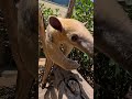 Have You Ever Seen a Tamandua Tongue?