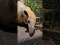 Have You Ever Seen a Tamandua Tongue?