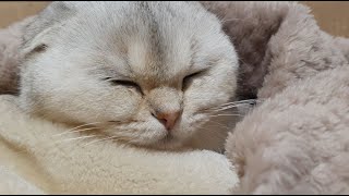 NEUTER of scottish fold part 2 - bringing the cat home from the vet, the first hours by Cat Beza 1,343 views 2 years ago 6 minutes, 29 seconds