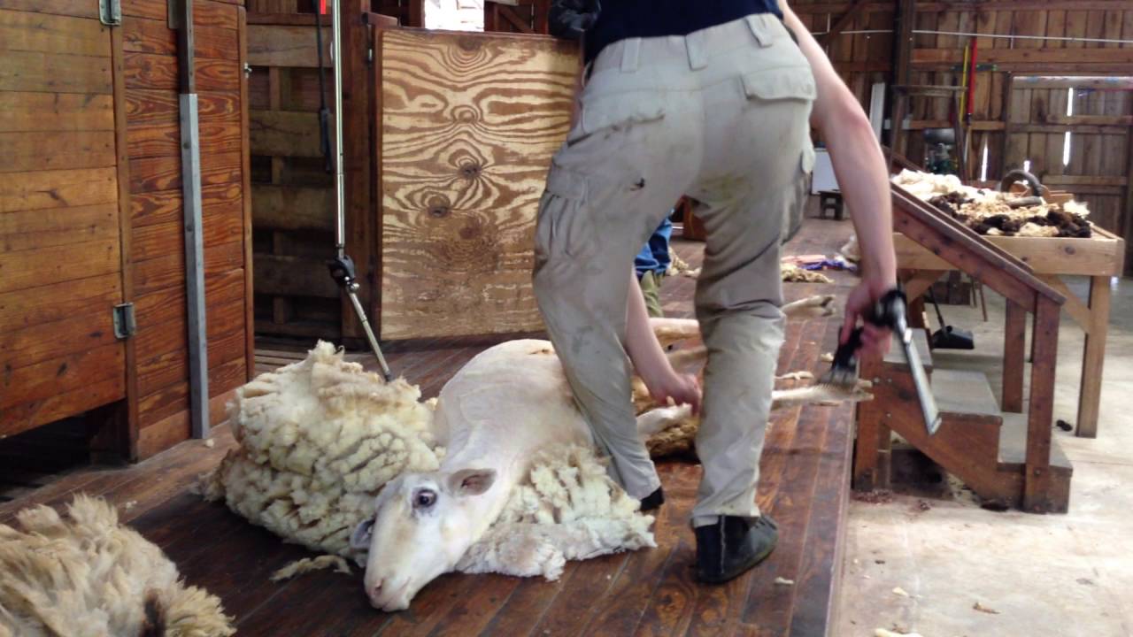 Sheep Shearing 2 5 16 16 William YouTube
