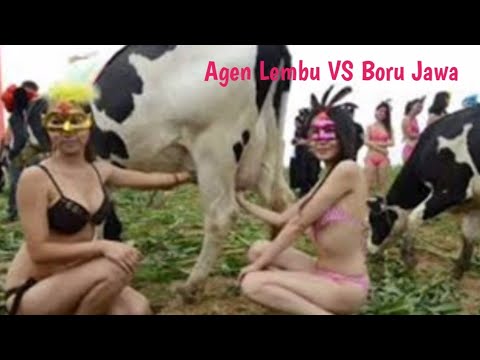 lagu agen lembu remix vs boru jawa