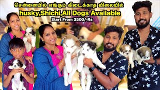 Dog For Sale In Chennai With Price | Cheapest Dog Kennel In Chennai | Akila Kannan Vlogs