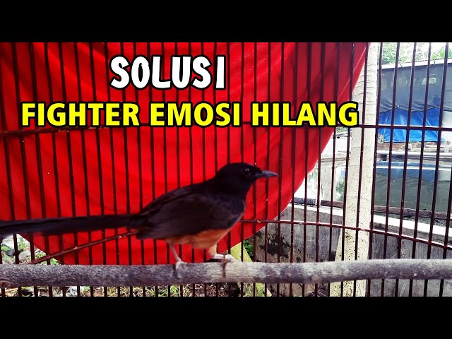 Penyebab dan solusi murai batu hilang fighter juga emosi class=