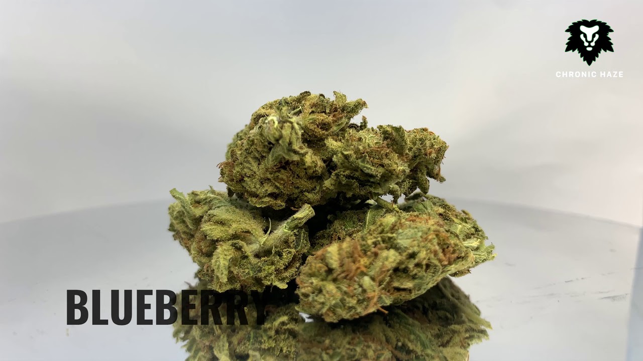 Chronic Haze - Blueberry