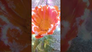 красивая природа,цветок и листок в инее #природа #shorts
