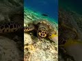 🌊 Ocean Animals You Won’t Believe Exist! 🐠🐙 | Amazing Sea Life Facts#shorts