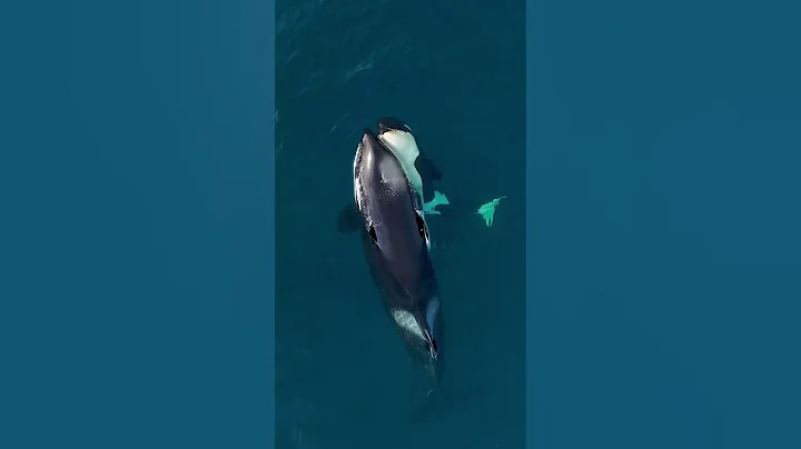 Orca Tranquility