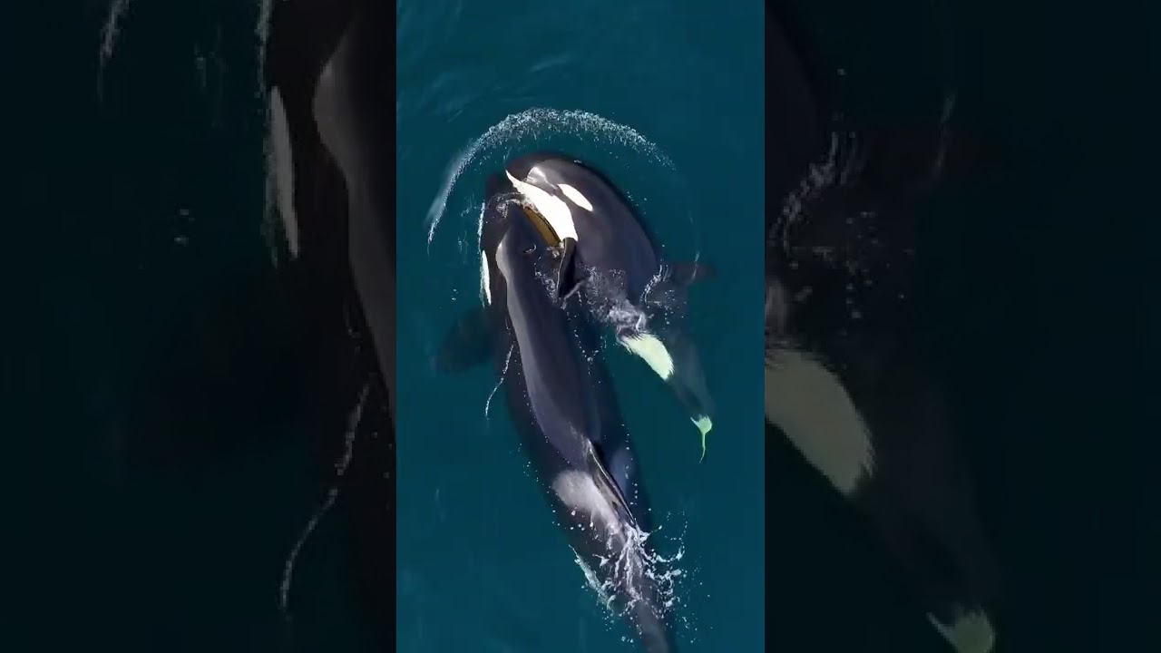 Orca Tranquility