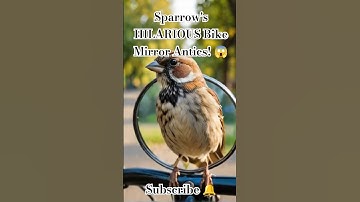 Sparrow