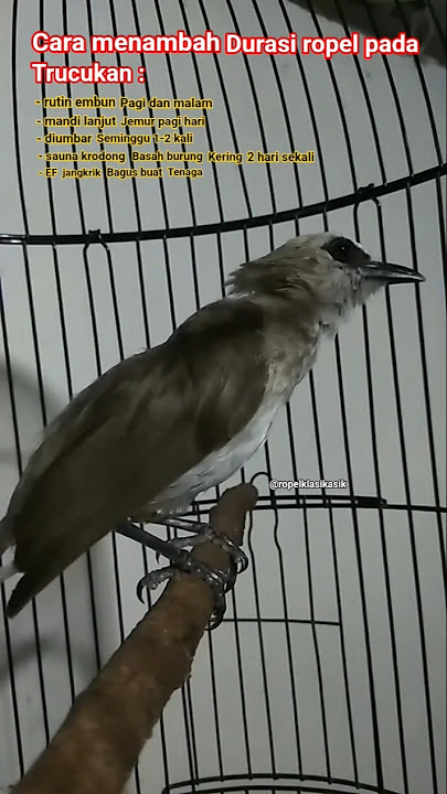 cara meningkatkan durasi ropel pada burung. #trucukangacor #trucukanropel #perawatanburung #durasi