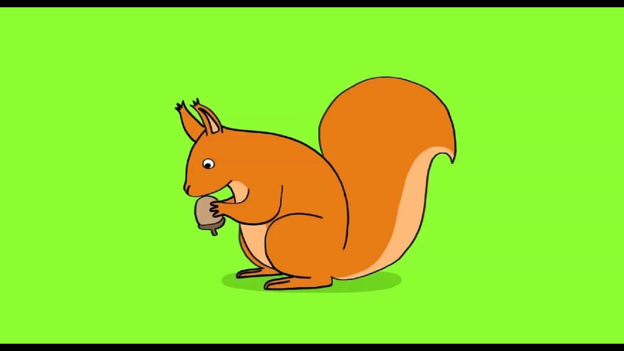 Comment dessiner un écureuil roux ? - YouTube