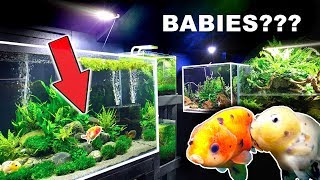 GOLDFISH BABIES?   !