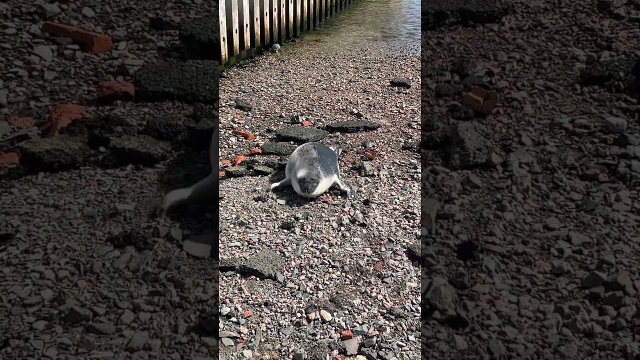 Seal at Quidi Vidi Newfoundland, March 30 / 2023