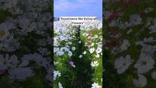 Valley Of Flowers Trip To Valley Of Flowers Beautiful Trek Hill Tours