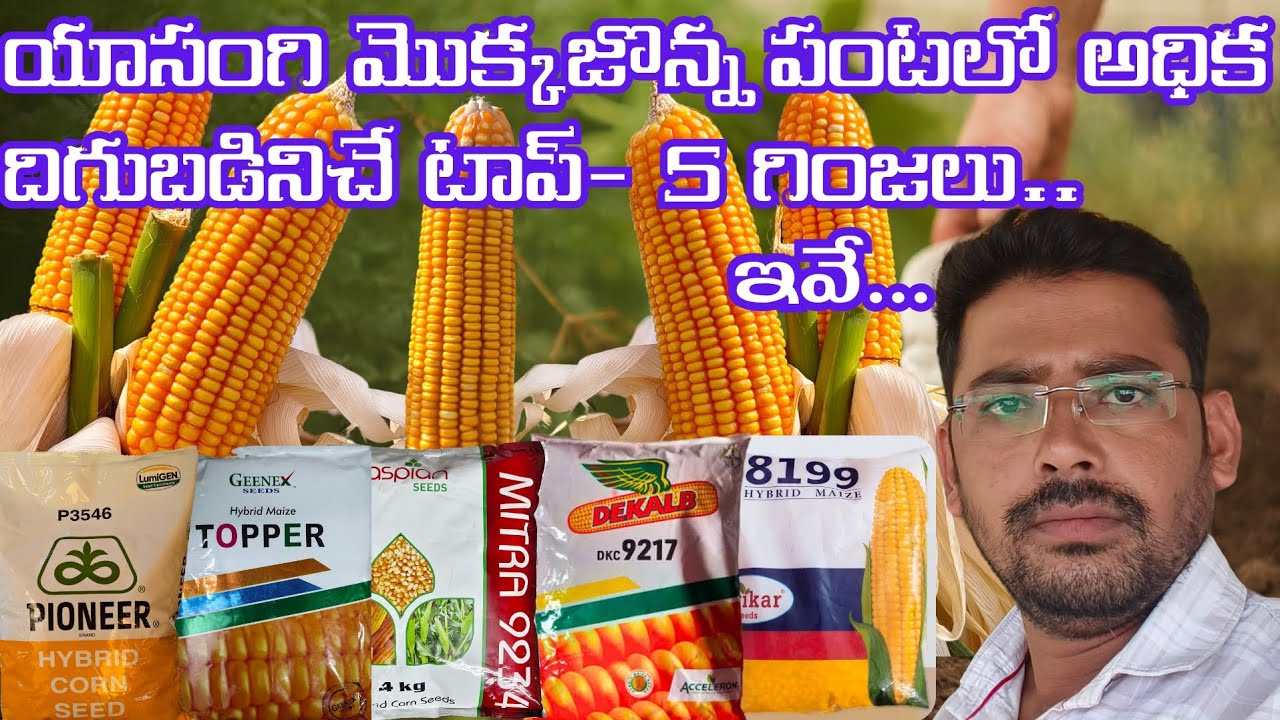 @యాసంగి మొక్కజొన్న పంటలో అధిక దిగుబడి వచ్చే Top-5 గింజలు ఇవే #agriculture #farming @pioneercorn7084 