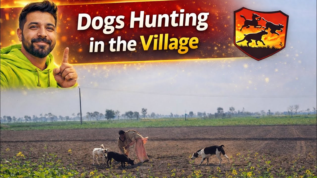 Village main Morning Kaisy hoti hai or Dogs Hunting in village 
