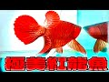 極紅の紅龍の最高峰！その幼魚が遂に来た！