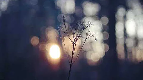 Maria Daines ~ The Gentle Soul