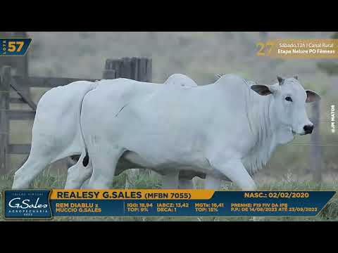 LOTE 57   MFBN 7055 8053