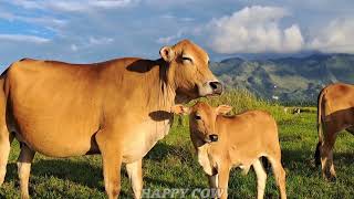 CUTE LITTLE COW EATING GRASS VIDEOS ● FUNNY COW | COW BROWN | SOUND COW | COW MOOING CON BO ???
