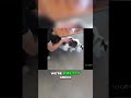 Stand Up Comedy Hilarious Vlog Moments That'll Make You Laugh Out Loud #cats #gatos #animales #1k