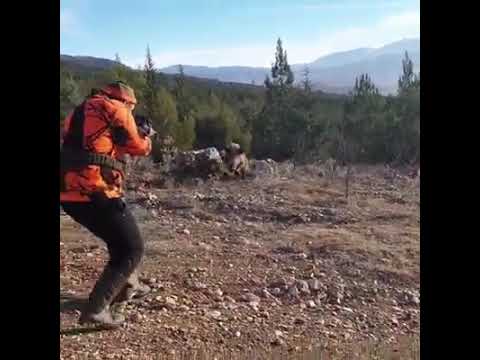 Así es la dureza de los jabalíes: ataca al cazador, encaja tres disparos a bocajarro y se va