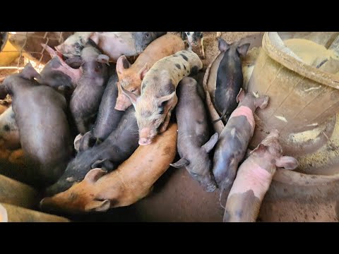Desmame dos leitaozinhos após 38 dias .