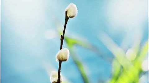 سورة البقرة بصوت القارئ وليد إدريس المنيسي