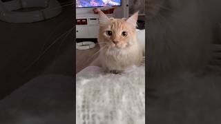 die Augen👀 magic moment 😻#katze #lustig #funnycats #katzenvideos #pets #mainecoon #orangecat #jagd