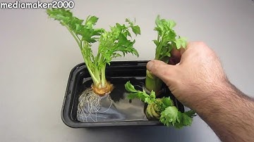 How To Regrow Celery - The Celery Regrew Roots!