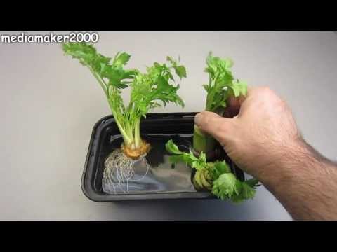 How To Regrow Celery - The Celery Regrew Roots!