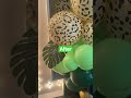 Wild One Safari Balloon Decorations 🐆🎈🎉